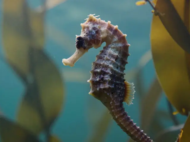 Jak dýchá mořský koník? Skrytá pravda o mořském kolageni a jeho vlivu na kůži