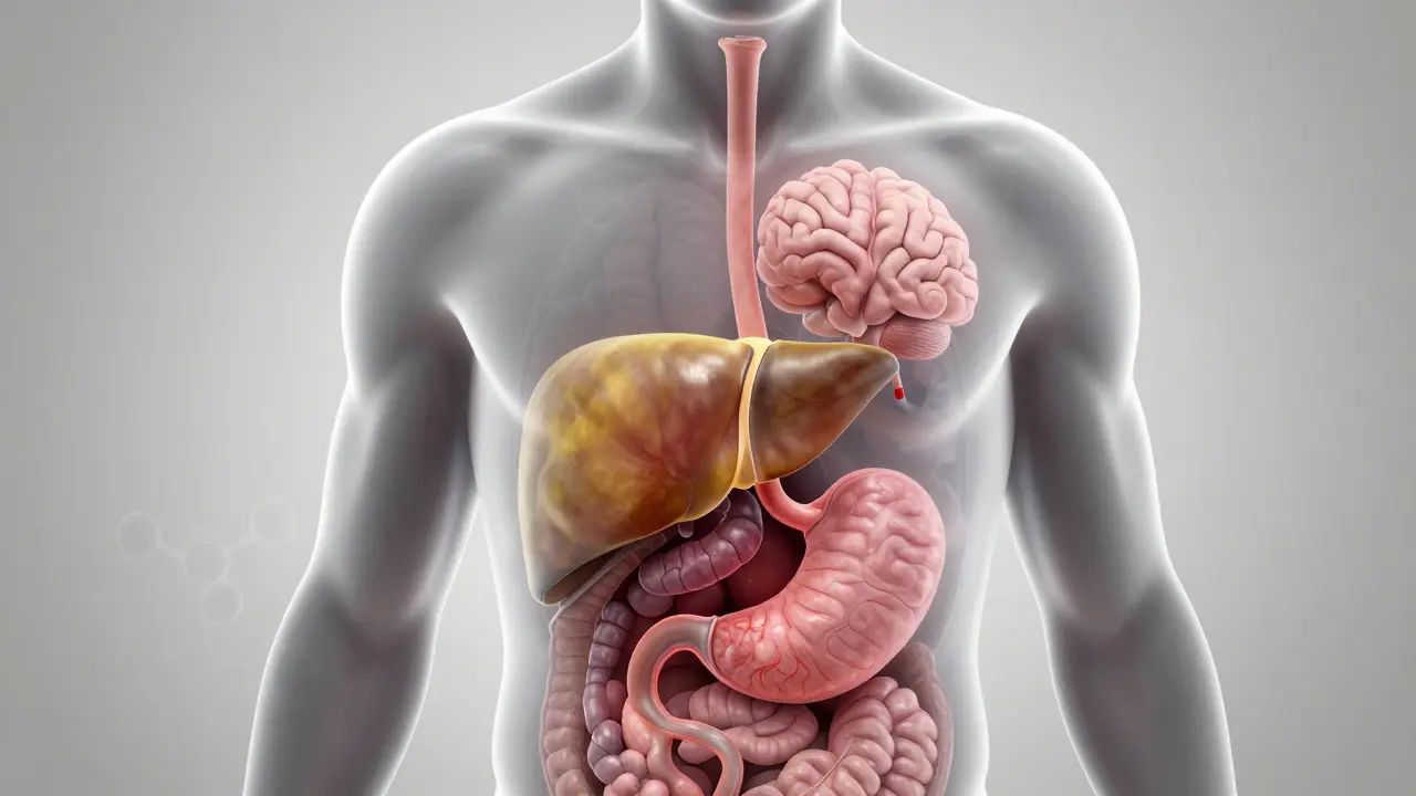 Průřez tělem s poškozeným jaterem, mozku a žaludkem způsobeným dlouhodobým pitím alkoholu.