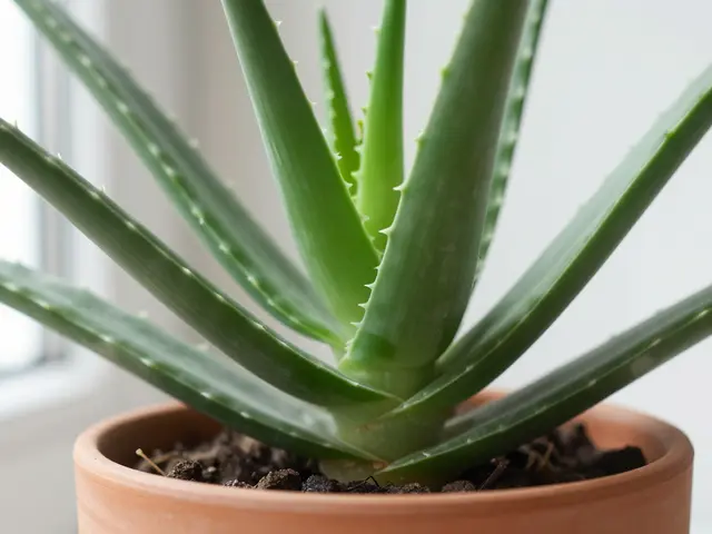 Jak správně získat šťávu z aloe vera z domácího listu: Kompletní průvodce